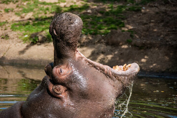 Hippopotamus with mouth open, dangerous dominance warning in water.