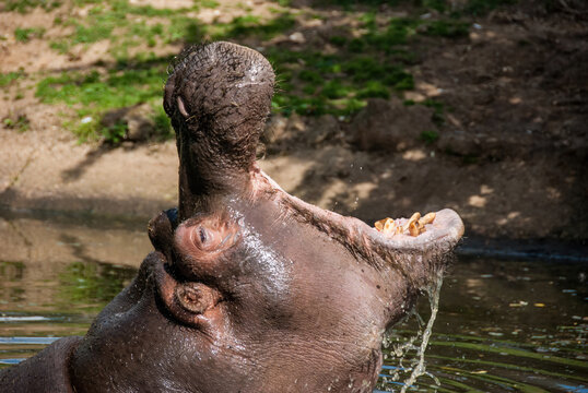 Hippopotamus with mouth open, dangerous dominance warning in water.