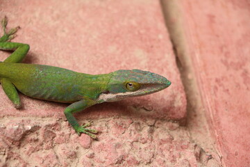 Green Anole Lizard, Cuba Caribbean