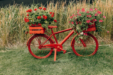 Fototapeta na wymiar bicycle decorated with red geraniums decoration in the garden