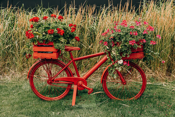 bicycle decorated with red geraniums decoration in the garden