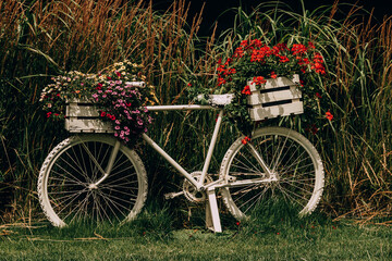 Fototapeta na wymiar bicycle decorated with red geraniums decoration in the garden