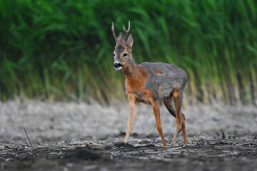 Roe deer (Capreolus capreolus) male walking in the wetlands in summer.	
