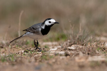 The white wagtail (Motacilla alba) small passerine bird.