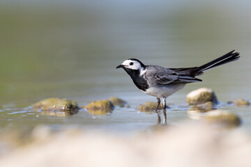 The white wagtail (Motacilla alba) small passerine bird.