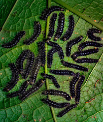 caterpillars under leaf in caribbean forest