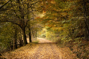 path in autumn forest