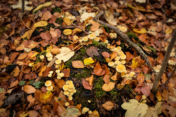 autumn leaves on the ground