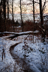 winter path in the forest