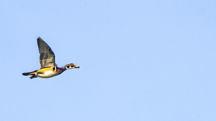 male wood duck drake - Aix sponsa - in flight blue sky background with copy space