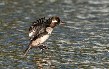 Bucephala albeola - bufflehead Female duck flying and landing in pond water