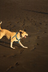 Dog on the beach