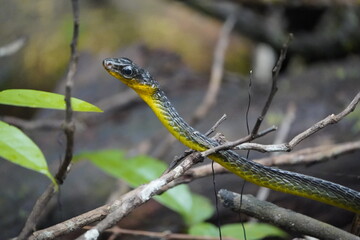 Cobra vine (Chironius sp) Non-venomous snake with semi-arboreal habits. Its common name comes from...