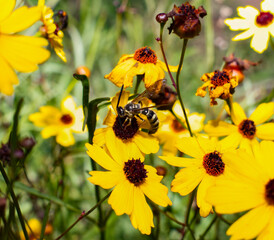 Leavenworth tickseed - Coreopsis leavenworthii - Florida State wild flower, tickseed, bright yellow...
