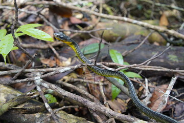 Cobra vine (Chironius sp) Non-venomous snake with semi-arboreal habits. Its common name comes from its color, as it camouflages itself in the trees, blending in with the environment. Amazonas - Brazil