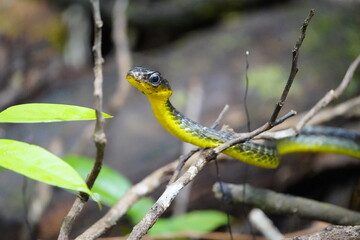 Cobra vine (Chironius sp) Non-venomous snake with semi-arboreal habits. Its common name comes from...