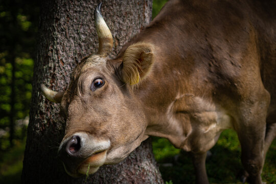 Cow rubbing against tree