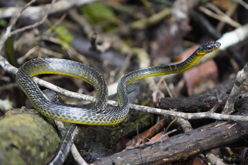 Cobra vine (Chironius sp) Non-venomous snake with semi-arboreal habits. Its common name comes from its color, as it camouflages itself in the trees, blending in with the environment. Amazonas - Brazil