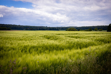 field of wheat