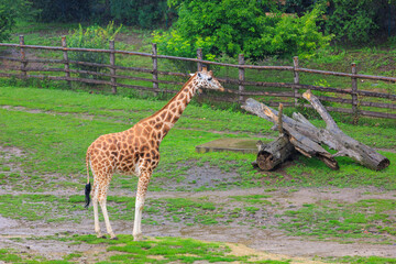 Very beautiful giraffe. Background with selective focus and copy space