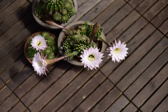 Bauernkaktus Echinopsis eyriesii im Gewächshaus