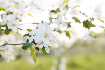 tree blossom