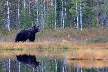 Brown bear, Ursus arctos, Finland