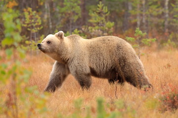 Brown bear, Ursus arctos, Finland