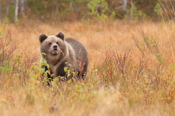 Fototapeta premium Brown bear, Ursus arctos, Finland