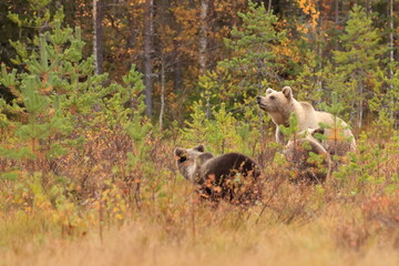 Brown bear, Ursus arctos, Finland