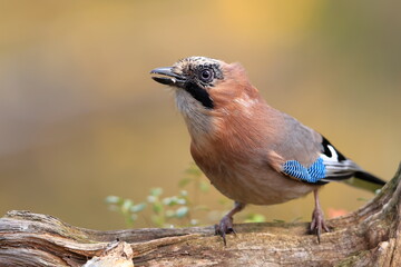 Eurasian jay, Garrulus glandarius, Finland, Kuhmo