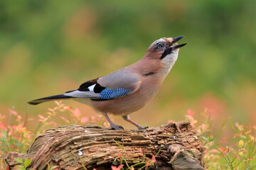 Eurasian jay, Garrulus glandarius, Finland, Kuhmo