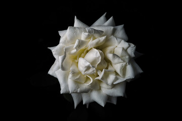 white rose on black background. Studio light