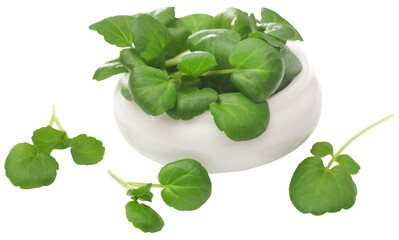 Fresh organic watercress