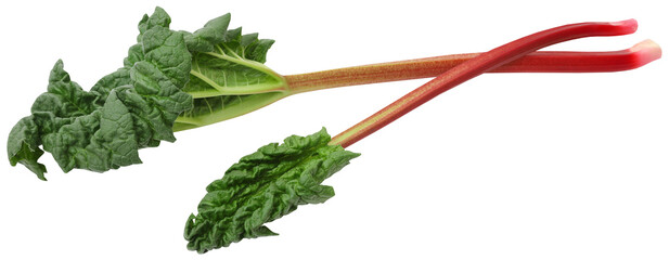 Fresh rhubarb