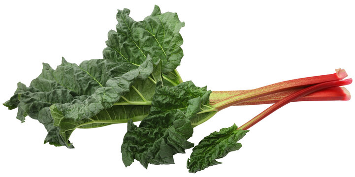 Fresh rhubarb