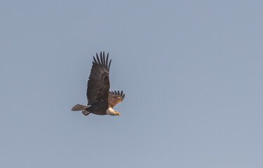 Bald Eagle flying in a Blue-Sky Room for a Title