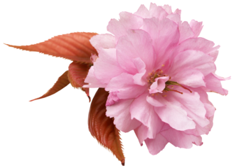 Prunus Kanzan of double flower cherry