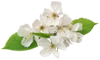 Prunus Kanzan of double flower cherry