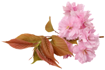 Prunus Kanzan of double flower cherry