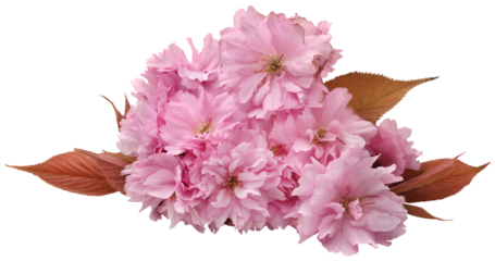 Prunus Kanzan of double flower cherry