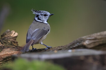 European crested tit, Lophophanes cristatus, Finland, Kuhmo
