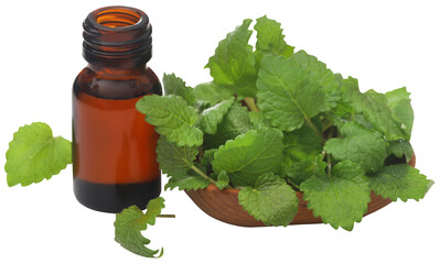 Lemon balm leaves with extracted essential oil 