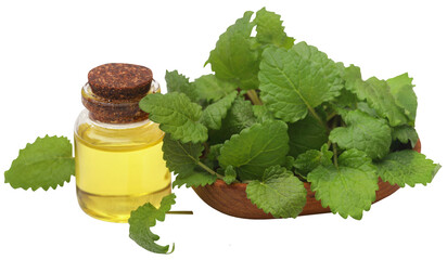 Lemon balm leaves with extracted essential oil  - obrazy, fototapety, plakaty