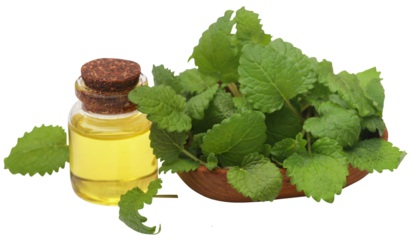 Lemon balm leaves with extracted essential oil 