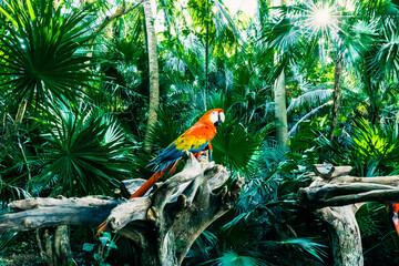 parrot in the jungle