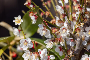 綺麗に咲いた白梅