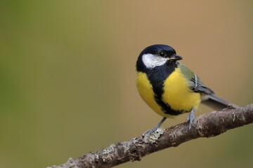 Obraz premium Great tit, Parus major, Finland, Kuhmo