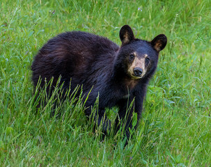 black bear cub © Don