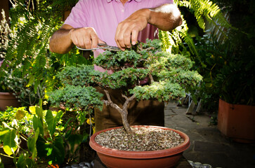 Man pruning a bonsai tree whith scissors in a garden